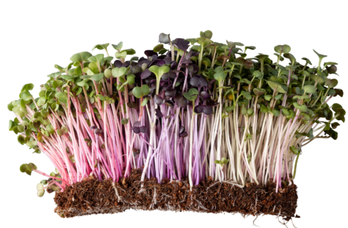Beet Microgreens