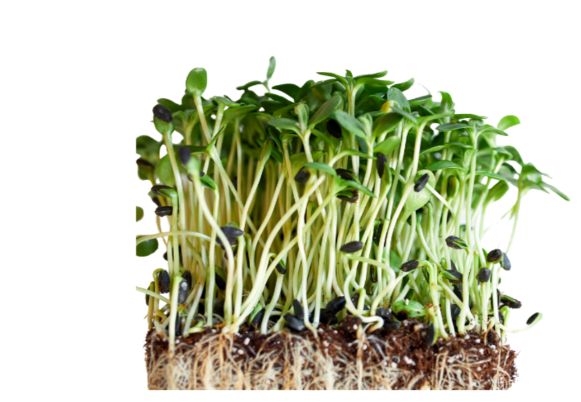 Sunflower Microgreens