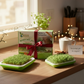 The Island Microgreens Year of Growth Gift Bundle - 6 MONTHS