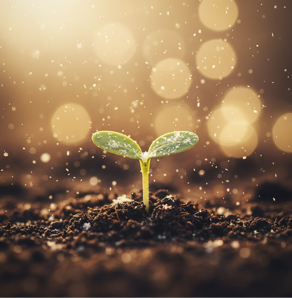 A Daily Reminder of Growth:Each harvest reconnects them