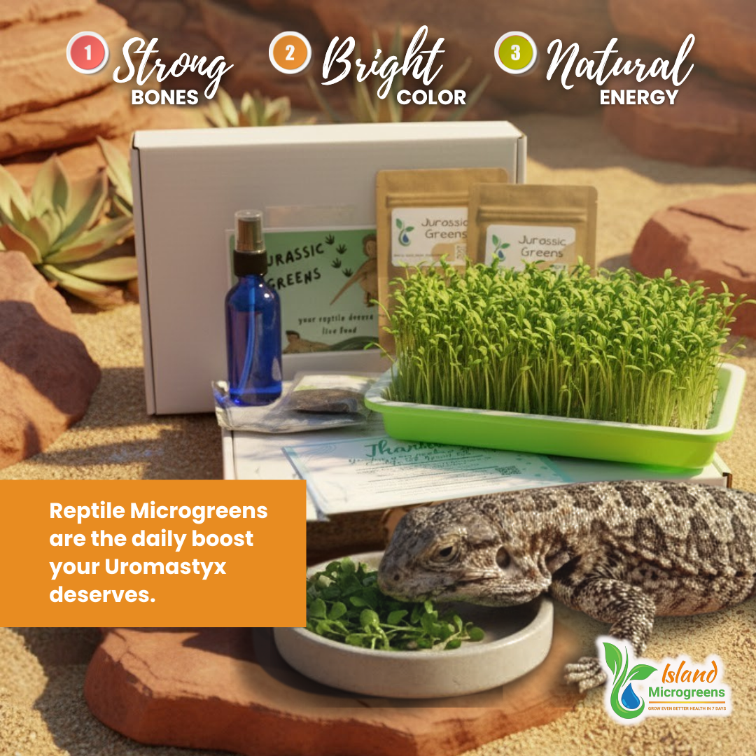 Uromastyx lizard eating microgreens with a box of Classic Greens and a bottle on a natural rock background.
