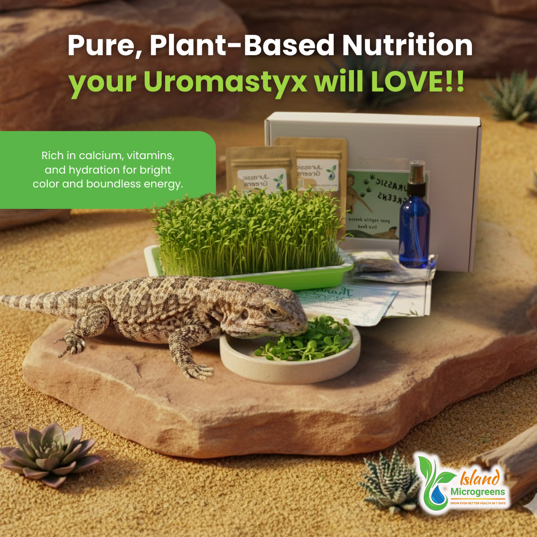 Uromastyx lizard with microgreens and a box labeled 'Pure, Plant-Based Nutrition' on a desert-themed background.