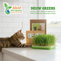 Cat interacting with Island Microgreens Meow Greens on a kitchen counter.