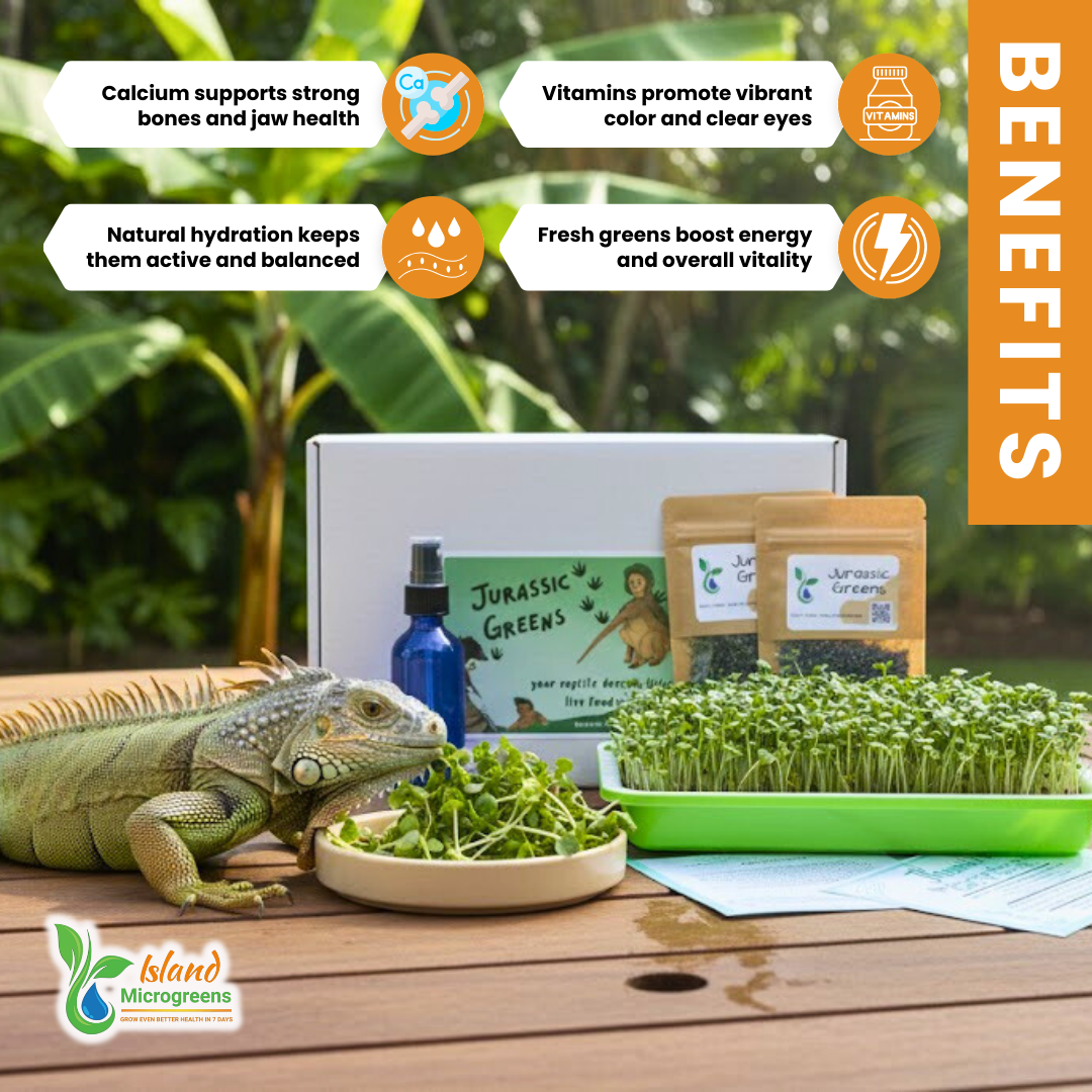 Iguana eating greens with 'Jurassic Greens' products and benefits displayed on a wooden surface.