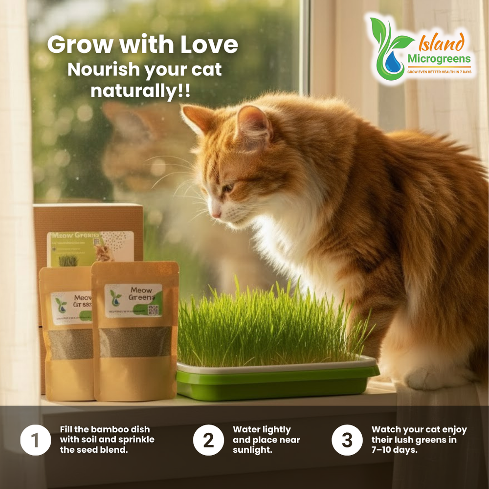 Cat looking at a tray of growing microgreens with Island Microgreens branding.