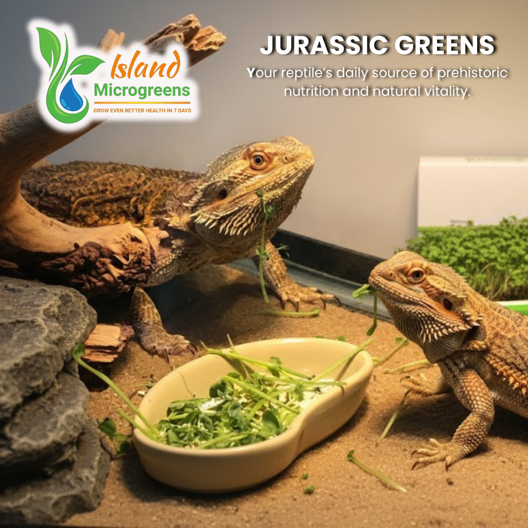 Two bearded dragons eating from a bowl of Island Microgreens in a terrarium setting.