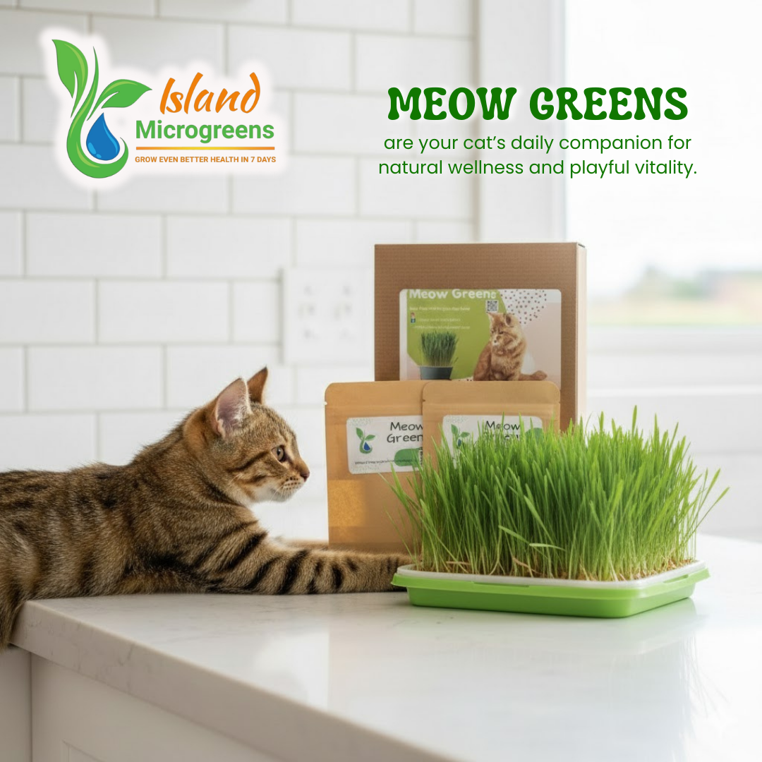 Cat interacting with Island Microgreens Meow Greens on a kitchen counter.