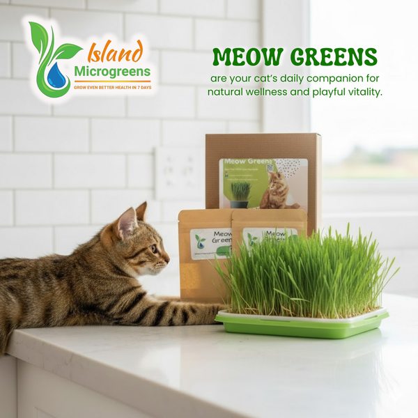 Cat interacting with Island Microgreens Meow Greens on a kitchen counter.