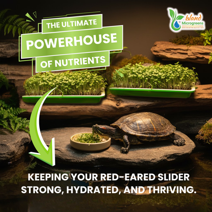 Tortoise with microgreens and text about nutrients for red-eared sliders