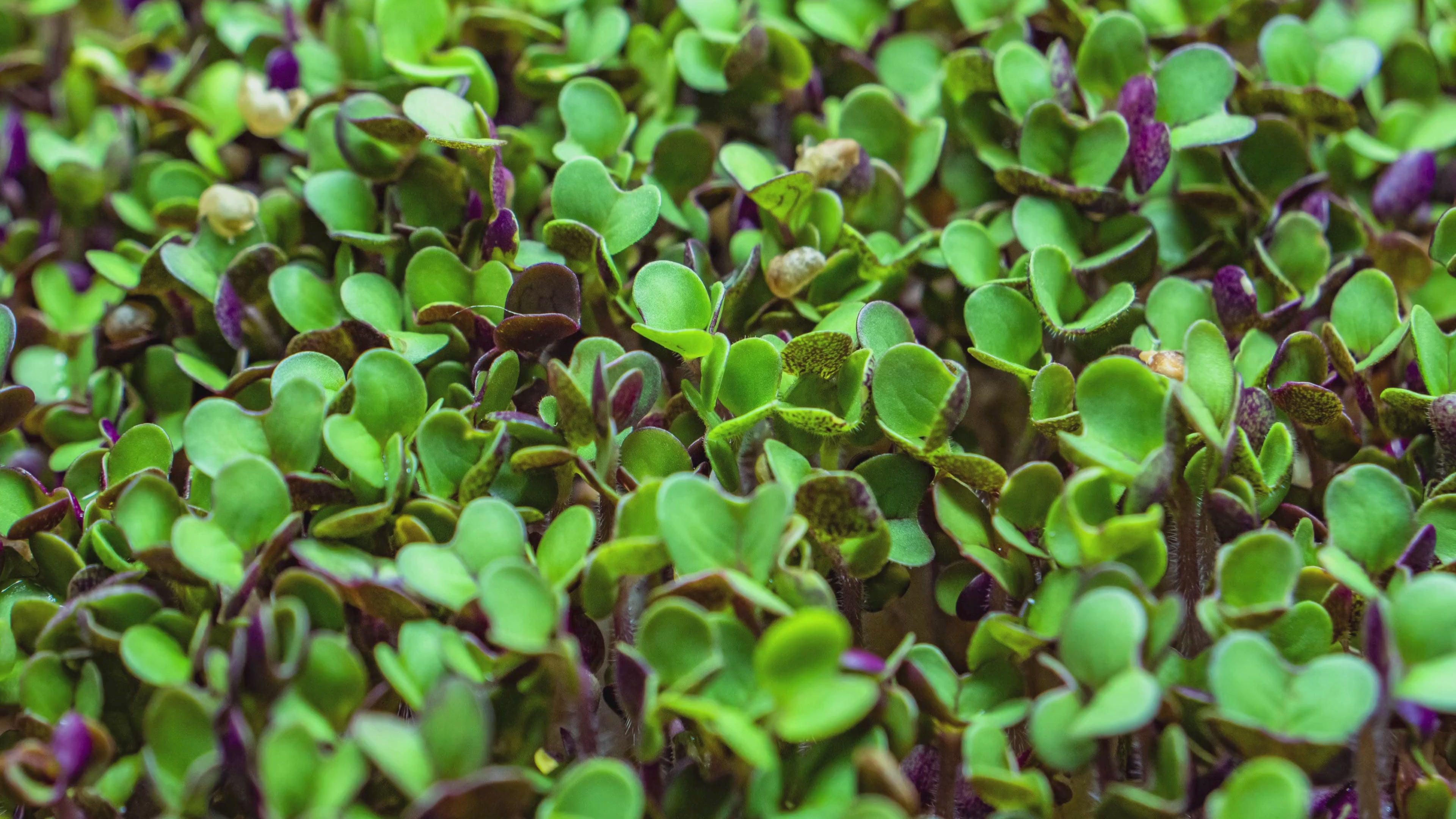 microgreens timelapse growing