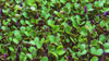 microgreens timelapse growing