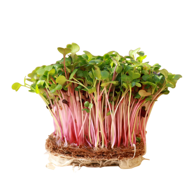 Radish Microgreens