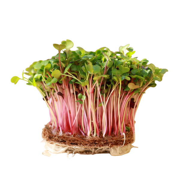 Radish Microgreens