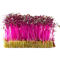 Amaranth Microgreens
