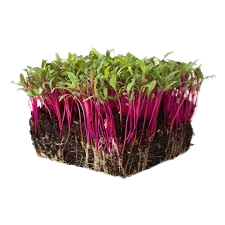 Beet Microgreens