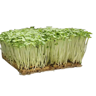 Mustard Microgreens