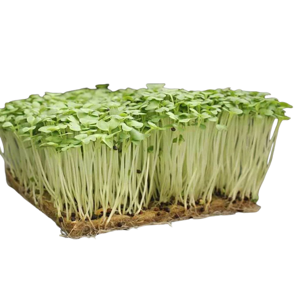 Mustard Microgreens