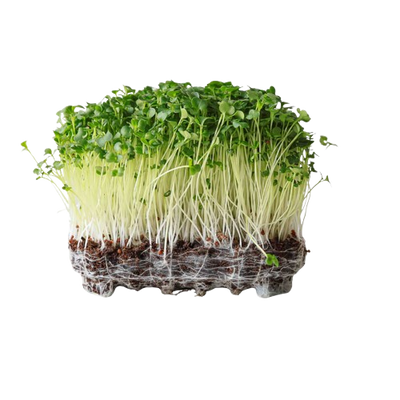 Broccoli Microgreens