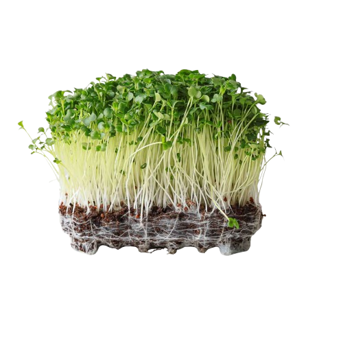 Broccoli Microgreens
