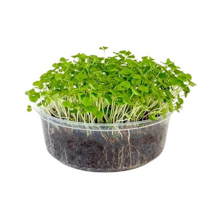 Basil Microgreens