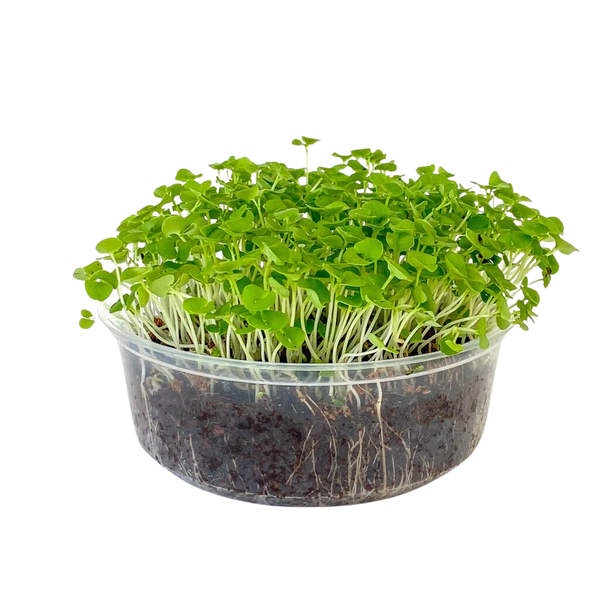 Basil Microgreens