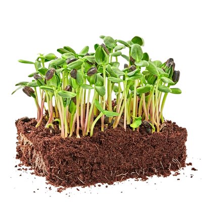 Sunflower Microgreens