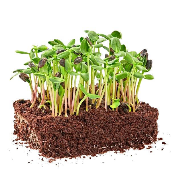 Sunflower Microgreens